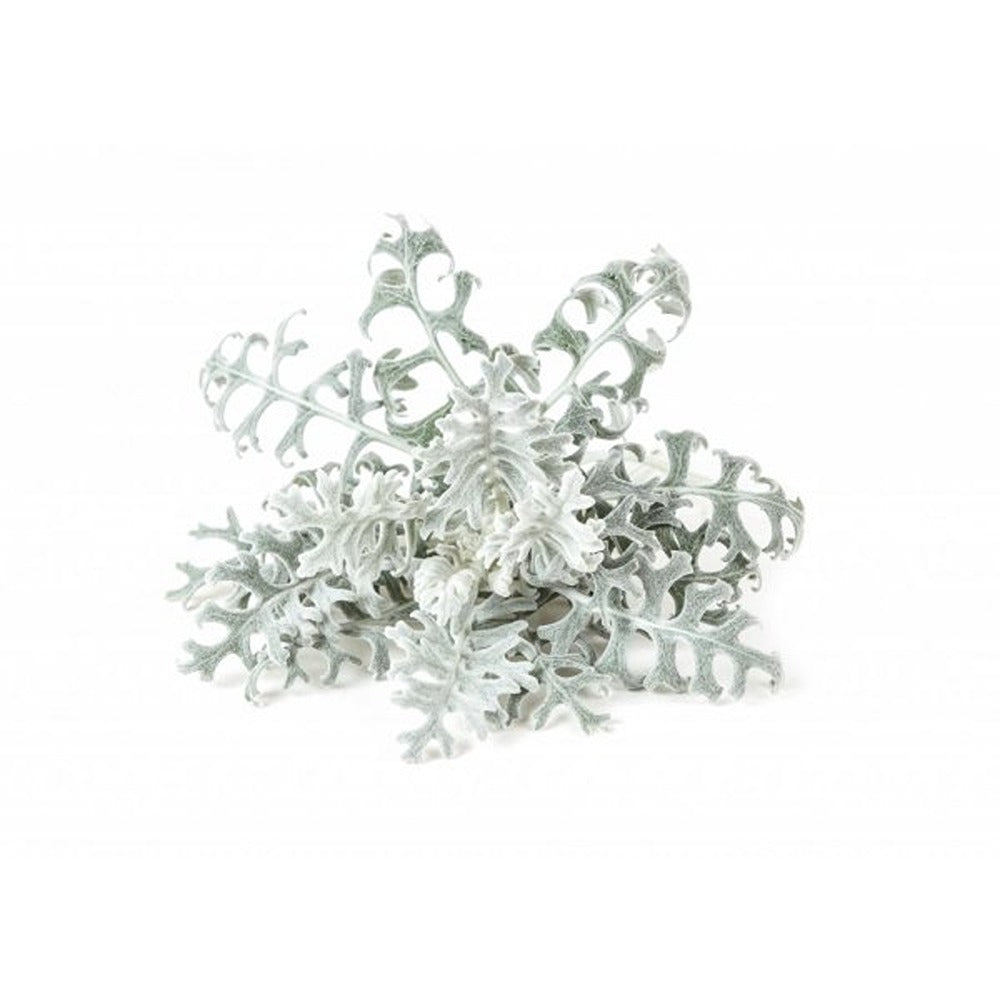 Click and Grow Smart Garden Refill 3-pak - Sølv-eg