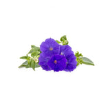 Click and Grow Smart Garden Refill 3-pak - Blå Petunia