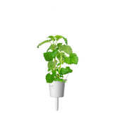 Click and Grow Smart Garden Genopfyldning 3-pak - Katteurt
