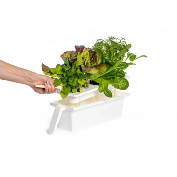 Click and Grow 25 - Hvid (Salatgrønt 54x pakke)
