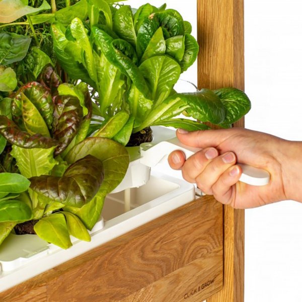 Click and Grow 25 - Hvid (Salatgrønt 54x pakke)
