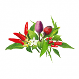 Click and Grow Smart Garden Refill 9-pak Chili Pepper Mix