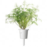 Click and Grow Smart Garden Refill 3-pak - Dild