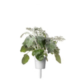 Click and Grow Smart Garden Refill 3-pak - Sølv-eg
