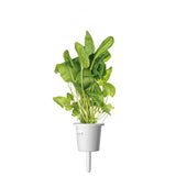 Click and Grow Smart Garden Refill 3-pak - Engsyre