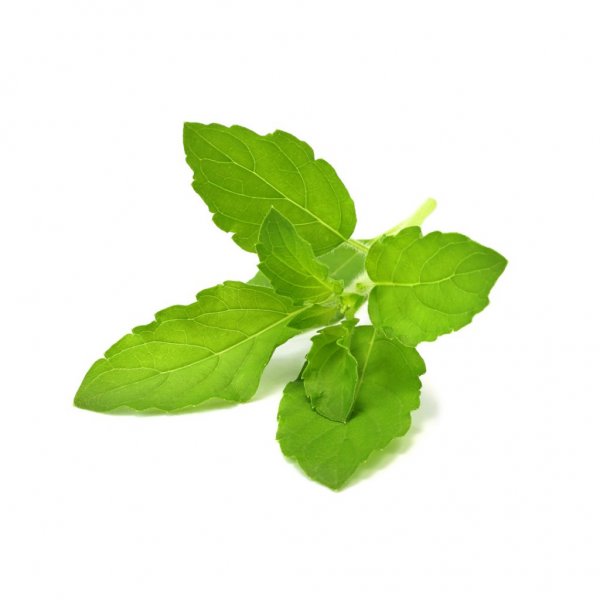 Click and Grow Smart Garden Refill 3-pak - Hellig basilikum