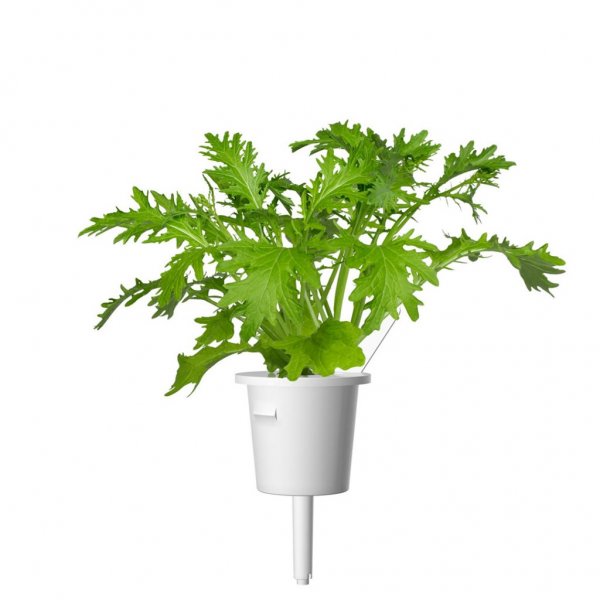 Click and Grow Smart Garden Refill 3-pak - Refill til bladsennep