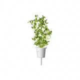 Click and Grow Smart Garden Refill 3-pak - Merian