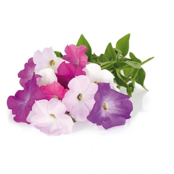 Click and Grow Smart Garden Refill 3-pak - Petunia