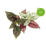 Click and Grow Smart Garden Refill 3-pak - Rosenstænk
