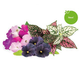 Click and Grow Smart Garden Refill 9-pak livlig blomsterblanding