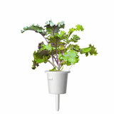 Click and Grow Smart Garden Refill 3-pak - Rødkål