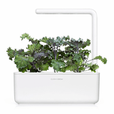 Click and Grow Smart Garden Refill 3-pak - Rødkål