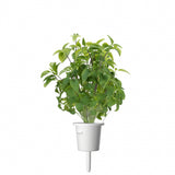 Click and Grow Smart Garden Refill 3-pak - Thai basilikum
