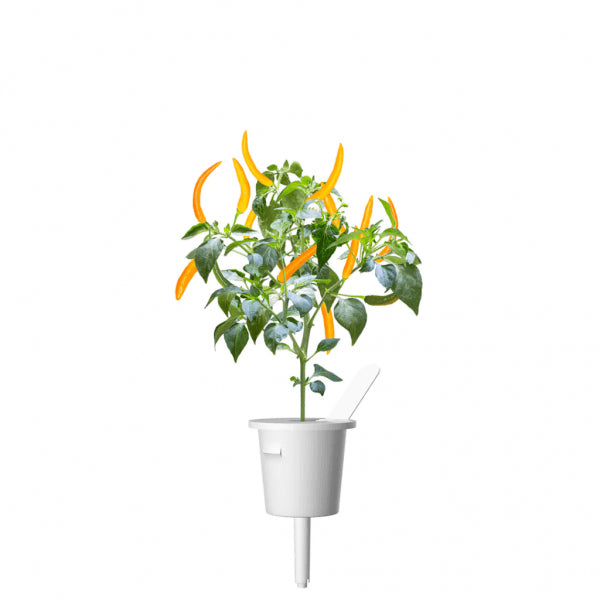 Click and Grow Smart Garden Refill 3-pak - Gul Chiliflager