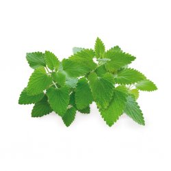 Smart Garden påfyldning 3-pakning - Kattemynte