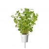 Smart Garden Refill 3-pakke - Oregano