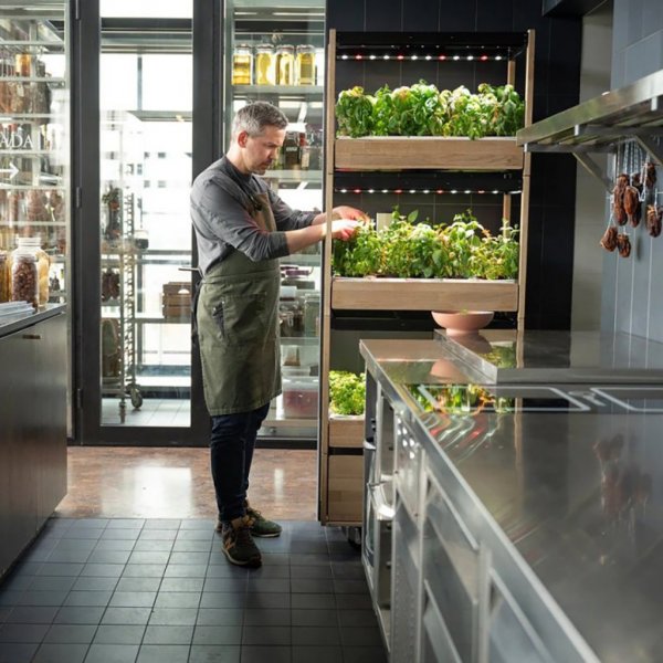 25 - Sort (Salat Grønt 54x pakke)