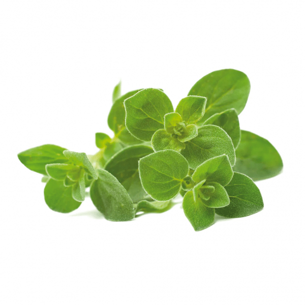 Smart Garden Refill 3-pakke - Oregano